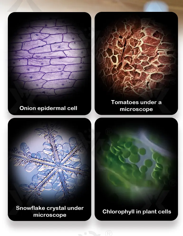 Optical Microscope Toy Set · TV10175 · detail image 10 of 13