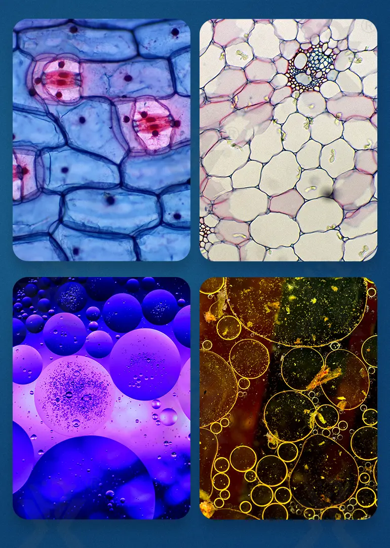 Optical Microscope Toy Set · TV10175 · detail image 8 of 13